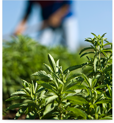 Sustainability RespSource RespSource Stevia