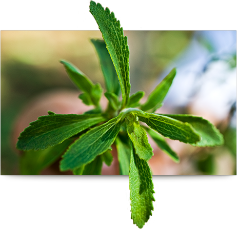About Company LeafHand