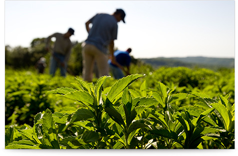 About Farming