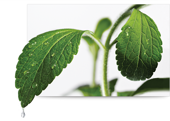 stevia drip