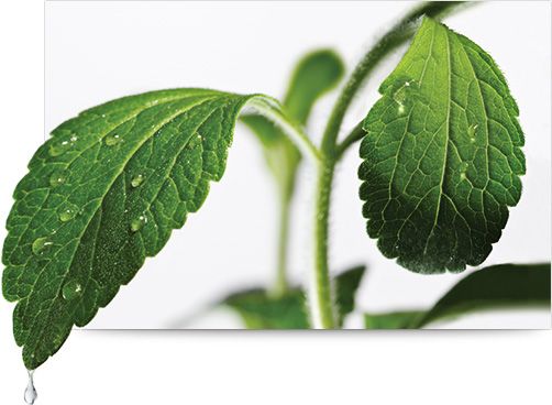 About LeafCloseUp